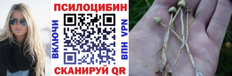 Купить где  Саки  Псилоцибиновые грибы Psilocybe 
